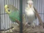 TWO BUDGIES