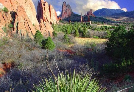 desert - nature, desert, plants, america, rocks, wild