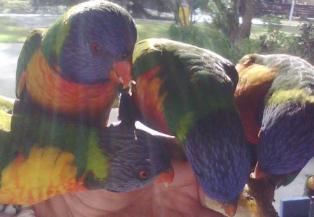 RAINBOW LORIKEETS - cheeky, bread, hungry, jam