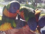 RAINBOW LORIKEETS