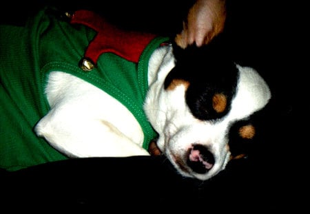 Christmas dog - sleeping, chihuahua, christmas, dog