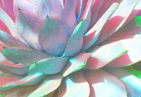 Pastel Cactus - watercolor, colorful, cactus, flower, plant, pastel