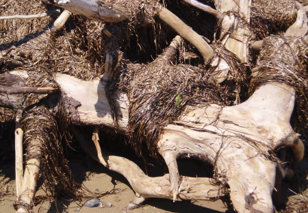 DRY WOOD , on the beach - sea, beauty, beaches, natural