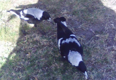 MAGPIES - black, eating, white, pair