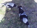 MAGPIES