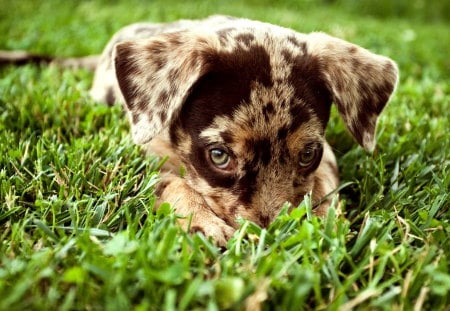 A dog or..? - pet, landscape, dog, narure, grass, puppy, animals