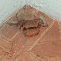 Crab