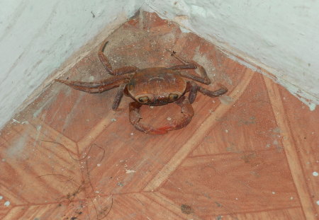 Crab - in, river, hotel, crab