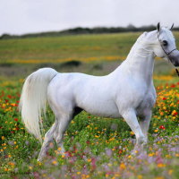 Beauty in the field