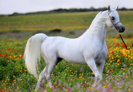 Beauty in the field - white, horse, flowers, field, stallion, grass