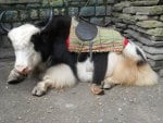 Yak