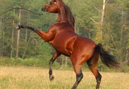 Pride - brown, horse, play, field, stallion