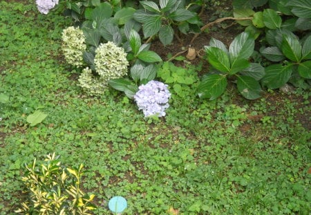 flower - bunch, beauty, flower, naturally