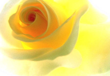 Yellow rose - yellow, rose, petals, light, close up