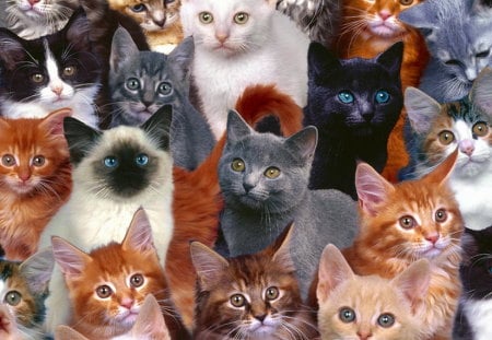 We wish You a purrrfect Birthday - white, brown, variety, grey, cats, orange, colors, black