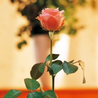 A Rose for You - Jessica !