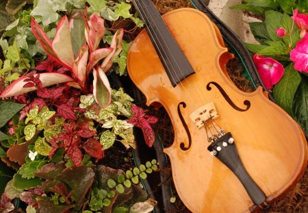 Music of Flowers - music, violin, flowers, still life