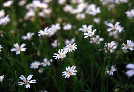 flower meadow - flower, flowers, blossom, grass, white, petals, bloom, nature, green