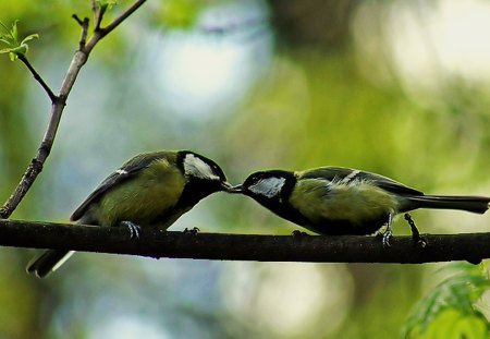 Beautiful kiss - birds, yellow, love, beautiful