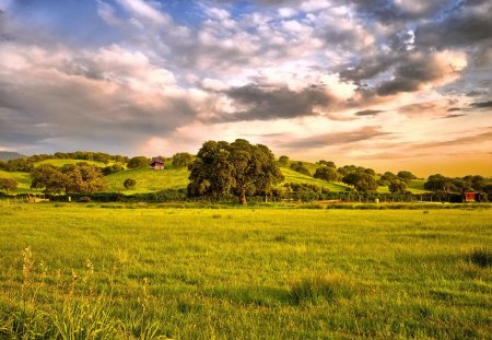 Large Spread - field, sky, tree, grass