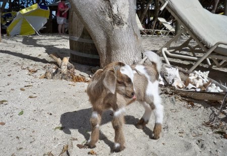 Goat on the Caribbean Islands - sands, photography, tree, umbrella, goat