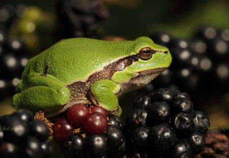 FOR YOU GREEN FROGGY - large, amphibian, green, frog