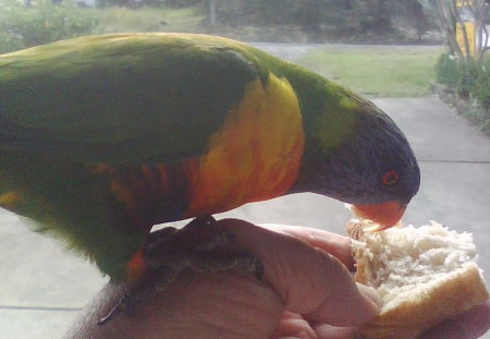 RAINBOW LORIKEET - bread, jam, eating, friendly