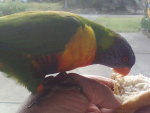 RAINBOW LORIKEET