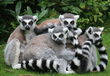 Lemurs portrait - wildlife, animal, lemur, madagascar, nature, grass