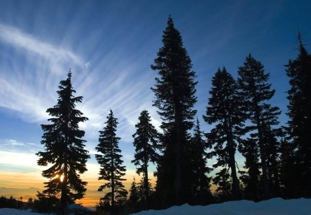 Sunset - sky, tree, nature, sunset