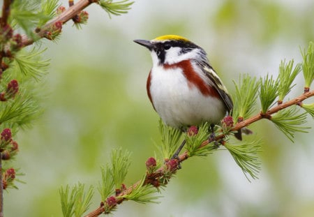 nice bird - branch, animal, tree, colors, small, bird, little