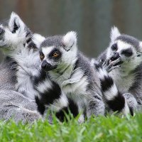 Lemurs