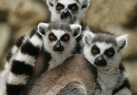 Lemurs *- For Cleo48 - primate, madagascar, animal, lemur