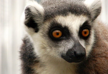 Lemur - animal, primate, lemur, madagascar