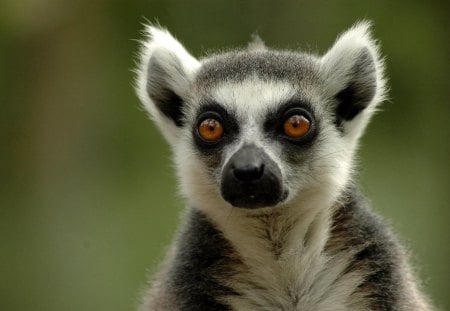 Lemur - animal, primate, lemur, madagascar