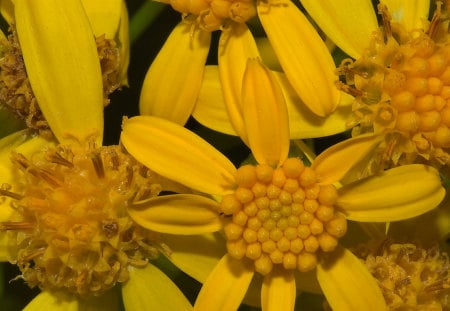 Yellow Flowers - flowers, beauty, yellow, nature