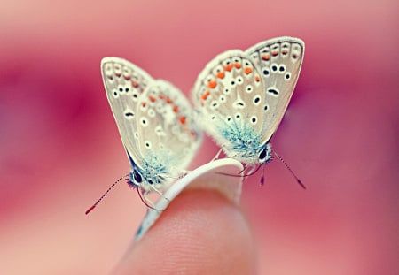 yayz_butterflies - butterflies, cute, micro, 3d, nail