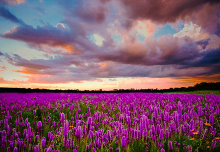 Lavender Field - field of flowers, beauty, sky, trees, peaceful, colorful, sunset, flowers field, field, field of lavander, view, purple, clouds, green, grass, lavender, landscape, lavender field, lovely, nature, beautiful, splendor, flowers, colors