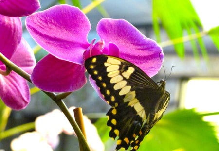 Too beautiful... - insects, sunny, yellow, sunshine, orchid, flower, black, white, gorgeous, green, garden, wings, butterfly, deep pink, animals