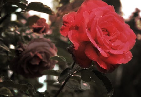 Red and wild - nature, red, rose, flower, wild