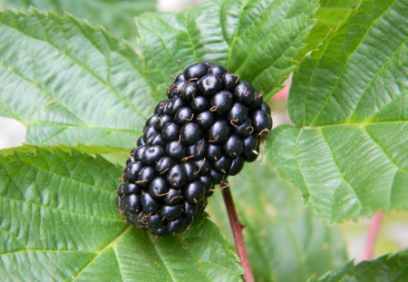 blackberry - nature, leaf, forest, fruit