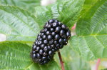 blackberry