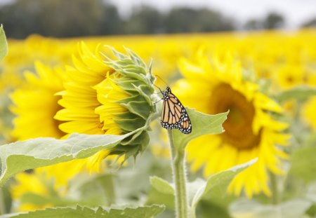 â™¥   Beautiful friends   â™¥ - magnificent, sunflowers, monarch, brilliant, field, wonderful, nature, butterfly, gorgeous, yellow, beautiful, sunny, flowers