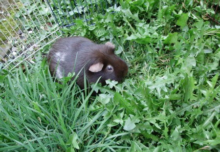 ginea grass - pigs, pets, grass, animals