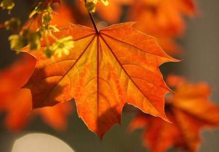 colorful autumn - flowers, colorful, nature, autumn, maple leaf, leaf, tree, leaves