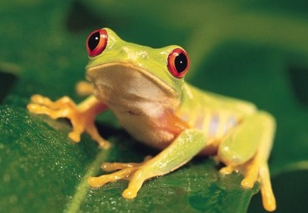 RED-EYED TREE FROG - yellow, amphibians, frog, red, tropical