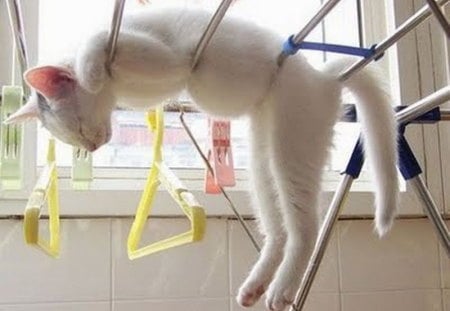 CAT PLANKING - white, planking, cat, not just humans