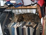 HANGER KITTY