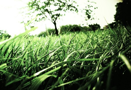 Grass - beautiful, trees, nature, green, grass