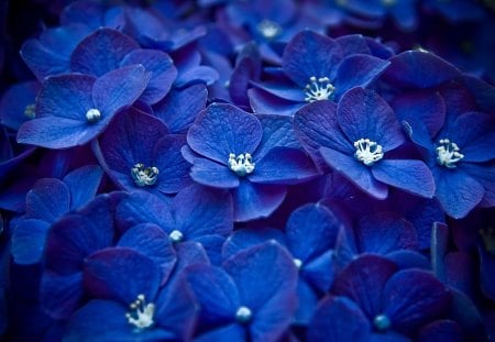 Blue Flowers - beautiful, flowers, blue flowers, nature, blue